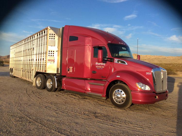Livestock Network Cattle Trailers For Sale Cattle Trucking Jobs Bull Racks